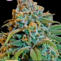 Greengo Bio Haze Feminised Cannabis Seeds | Kera Seeds