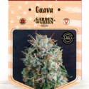Guava Feminised Cannabis Seeds | Garden of Green Guava Feminised Cannabis Seeds | Garden of Green