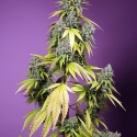 Honey Peach CBD Auto Feminised Cannabis Seeds | Sweet Seeds.