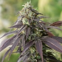 707 Headband Feminised Cannabis Seeds