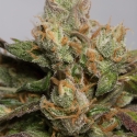 707 Truthband by Emerald Mountain Feminised Cannabis Seeds | Humbolt Seeds Organisation