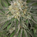 Amherst Sour Diesel Feminised Cannabis Seeds | Humboldt Seeds Organisation Amherst Sour Diesel Feminised Cannabis Seeds | Humboldt Seeds Organisation