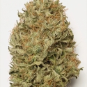 Blue Dream Auto Feminised Cannabis Seeds | Humbolt Seeds Organisation Blue Dream Auto Feminised Cannabis Seeds | Humbolt Seeds Organisation