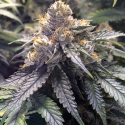 Bubba's Gift Feminised Cannabis Seeds | Humbolt Seeds Organisation