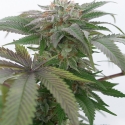 Bubba Kush 2.0 Feminised Cannabis Seeds | Humbolt Seeds Organisation
