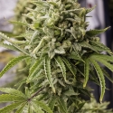 Bubba Kush Auto Feminised Cannabis Seeds | Humbolt Seeds Organisation