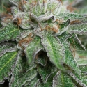 Bubba Kush Feminised Cannabis Seeds | Humbolt Seeds Organisation Bubba Kush Feminised Cannabis Seeds | Humbolt Seeds Organisation