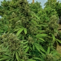 Chemdawg Regular Cannabis Seeds | Humbolt Seeds Organisation