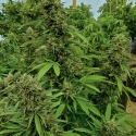 Chemdawg Feminised Cannabis Seeds | Humbolt Seeds Organisation Chemdawg Feminised Cannabis Seeds | Humbolt Seeds Organisation