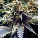 Chocolate Mint OG Feminised Cannabis Seeds | Humbolt Seeds Organisation