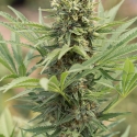 Dedoverde Haze Feminised Cannabis Seeds | Humbolt Seeds Organisation