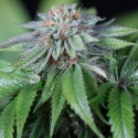 EWE-2 Feminised Cannabis Seeds | Humboldt Seeds Organisation