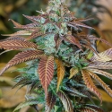 Lemon Kush Headband Feminised Cannabis Seeds