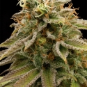Lemon Thai Kush Regular Cannabis Seeds | Humboldt Seed Organisation Lemon Thai Kush Regular Cannabis Seeds | Humboldt Seed Organisation