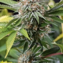 Mango Sapphire Feminised Cannabis Seeds | Humboldt Seed Organisation