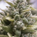 OG Kush Auto Feminised Cannabis Seeds | Humboldt Seed Organisation OG Kush Auto Feminised Cannabis Seeds | Humboldt Seed Organisation