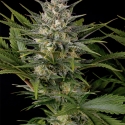 Pineapple Skunk Feminised Cannabis Seeds | Humboldt Seed Organisation