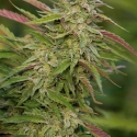 Purple Trainwreck Feminised Cannabis Seeds | Humboldt Seed Organisation