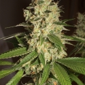 Raspberry Diesel Feminised Cannabis Seeds | Humboldt Seed Organisation Raspberry Diesel Feminised Cannabis Seeds | Humboldt Seed Organisation