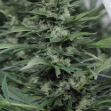 Sour Diesel #2 Feminised Cannabis Seeds | Humboldt Seed Organisation Sour Diesel #2 Feminised Cannabis Seeds | Humboldt Seed Organisation