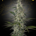 Hawaiian Snow Feminised Cannabis Seeds | Green House Seeds Hawaiian Snow Feminised Cannabis Seeds | Green House Seeds