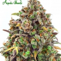 Haze Queen Feminised Cannabis Seeds - Anesia Seeds Haze Queen Feminised Cannabis Seeds - Anesia Seeds