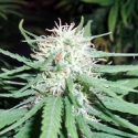 Haze No.1 Regular Cannabis Seeds | Spliff Seeds Haze No.1 Regular Cannabis Seeds | Spliff Seeds