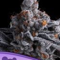 High Mars Feminised Cannabis Seeds - Anesia Seeds