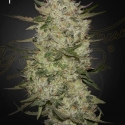 Highcloudz Auto Feminised Cannabis Seeds | Green House Seeds. Highcloudz Auto Feminised Cannabis Seeds | Green House Seeds.