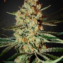 Himalaya Gold Feminised Cannabis Seeds | Green House Seeds. Himalaya Gold Feminised Cannabis Seeds | Green House Seeds.
