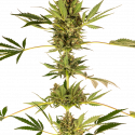Himalayan CBD Feminised Cannabis Seeds - Sensi Seeds Himalayan CBD Feminised Cannabis Seeds - Sensi Seeds