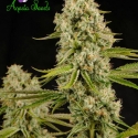 Hindu Kush Feminised Cannabis Seeds - Anesia Seeds