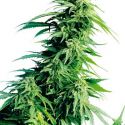 Hindu Kush Regular Cannabis Seeds | Sensi Seeds 