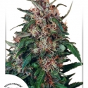 Hollands Hope Feminised Cannabis Seeds | Dutch Passion Hollands Hope Feminised Cannabis Seeds | Dutch Passion