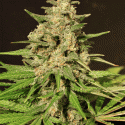 Hybrid X Feminised Cannabis Seeds | Cream Of The Crop Hybrid X Feminised Cannabis Seeds | Cream Of The Crop