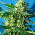 NYC Diesel Auto Feminised Cannabis Seeds | Sweet Seeds.