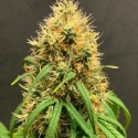 Mimosa Auto Feminised Cannabis Seeds - Tastebudz.