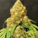 Orange Mooncake Feminised Cannabis Seeds - Tastebudz.