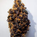 Purple Punch Auto Feminised Cannabis Seeds - Tastebudz.