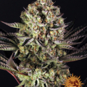 Dos-Si-Dos #33 Feminised Cannabis Seeds | Barney's Farm