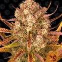 Dos-Si-Dos Auto Feminised Cannabis Seeds | Barney's Farm