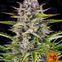 Gorilla Zkittlez Auto Feminised Cannabis Seeds | Barney's Farm