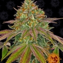 Wedding Cake Feminised Cannabis Seeds | Barney's Farm