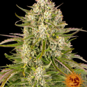 Wedding Cake Auto Feminised Cannabis Seeds | Barney's Farm