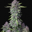 Auto Purple Punch Feminised Cannabis Seeds | Fast Buds	