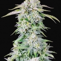 Auto Afghan Kush Feminised cannabis Seeds | Fast Buds Originals.