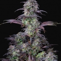 Auto Blueberry Feminised cannabis Seeds | Fast Buds Originals.