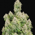 Auto Cinderella Feminised cannabis Seeds | Fast Buds Originals.