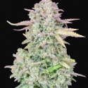 Auto Trainwreck Feminised cannabis Seeds | Fast Buds Originals