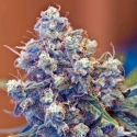 Iced Grapefruit Feminised Cannabis Seeds | Female Seeds 